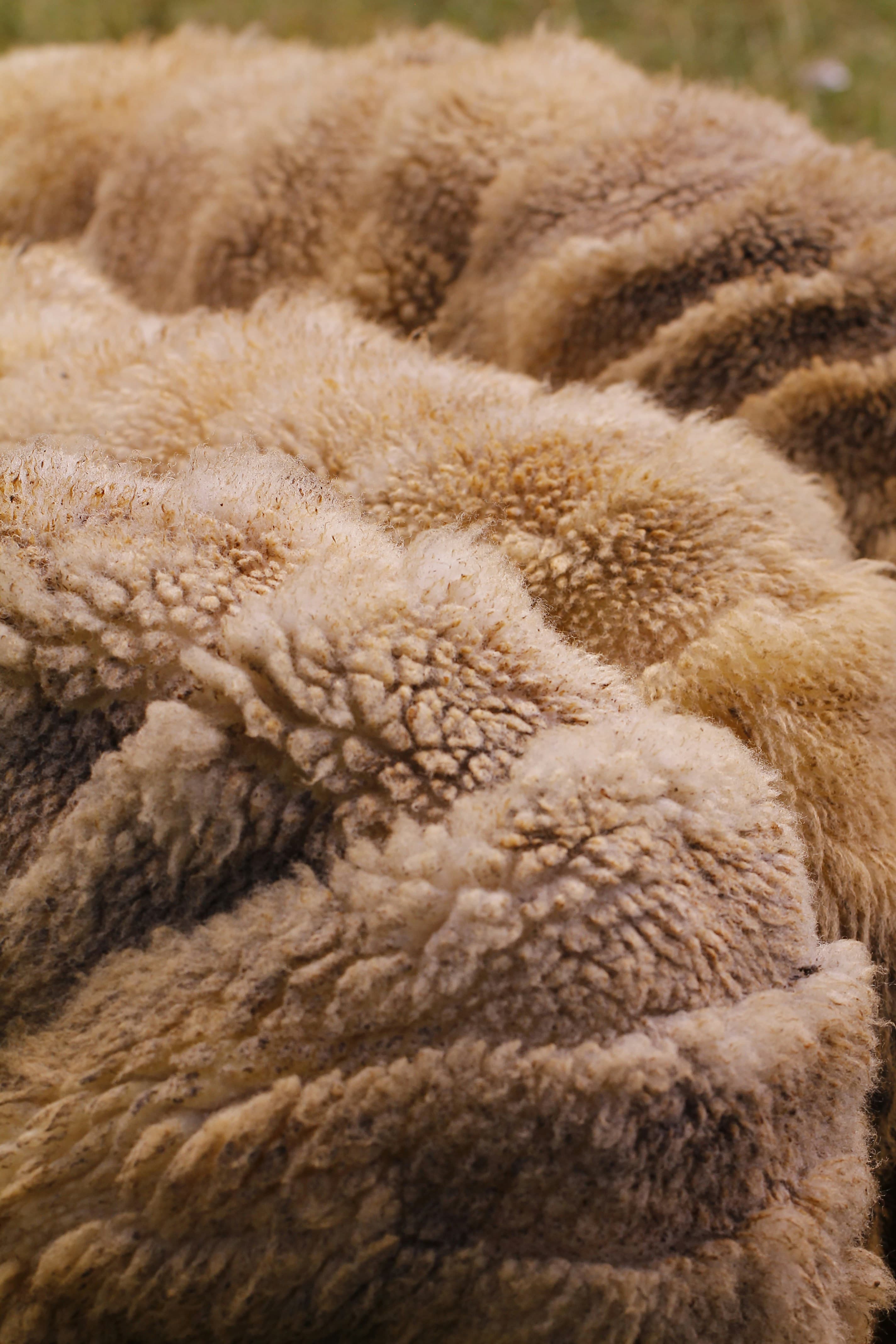 Organic Wool Blanket